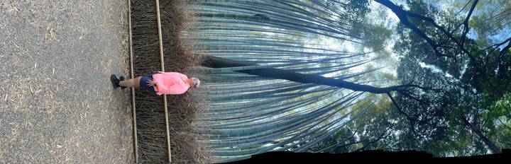 Person in pink jacket gazing up at towering bamboo in a grove path