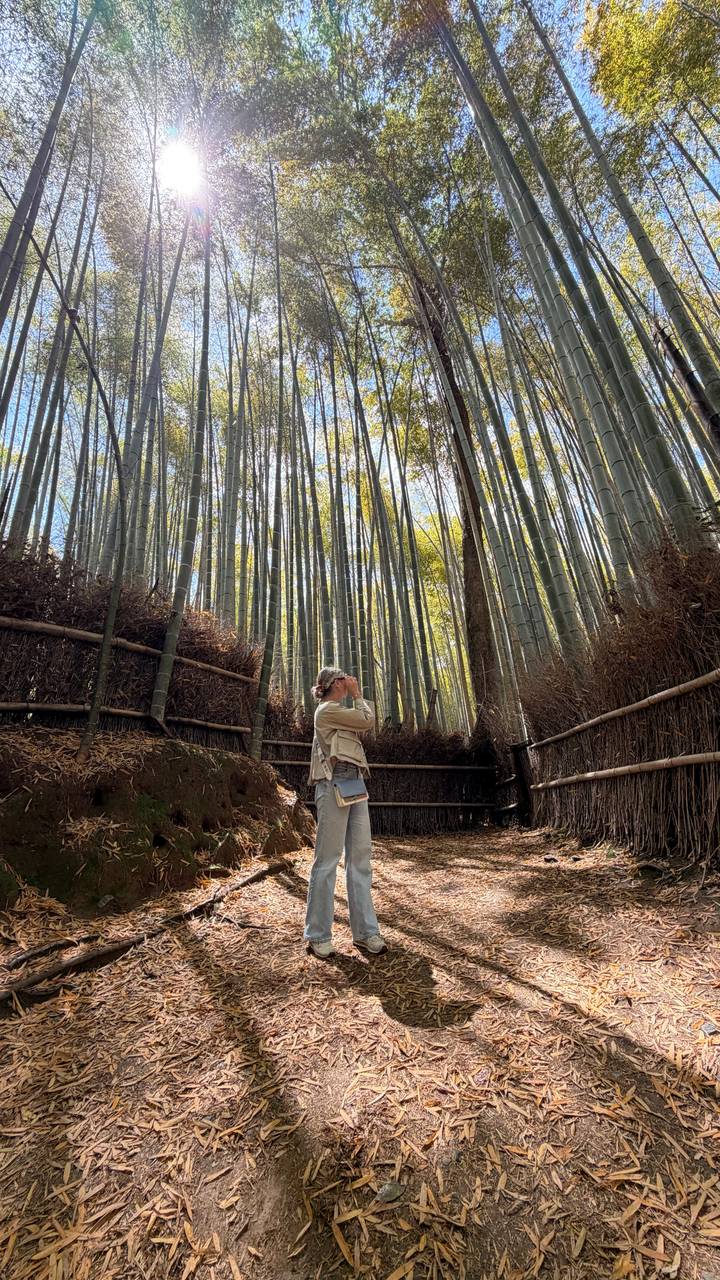 Traveller photographing towering bamboo stalks from forest path