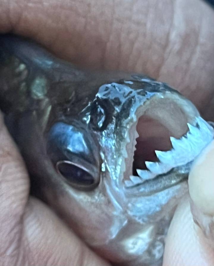 Extreme close-up of a fish head showing sharp teeth, likely a piranha