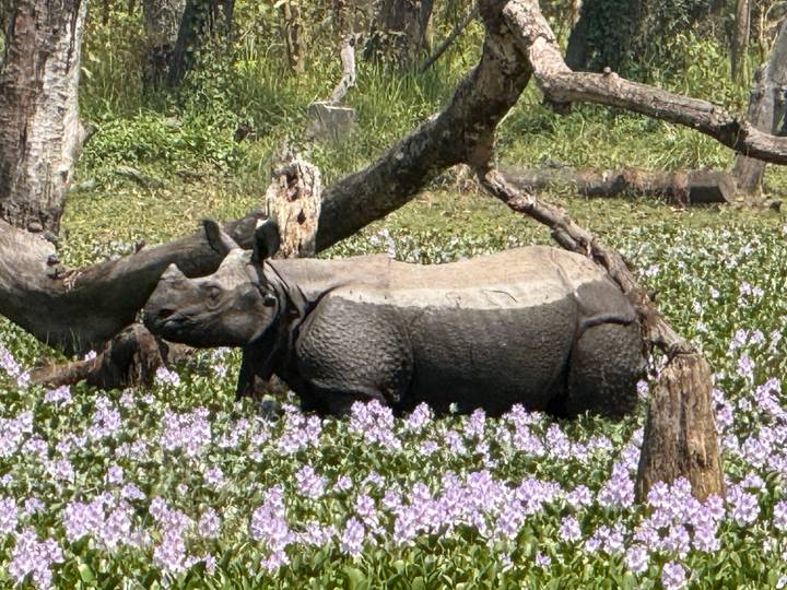One-horned rhinoceros grazing among purple water hyacinths in Chitwan National Park