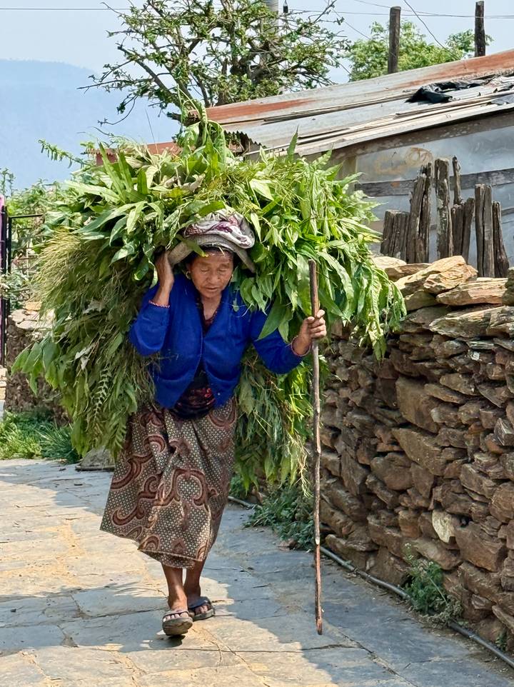 Nepali villager carrying a towering load of fresh greenery along a stone path
