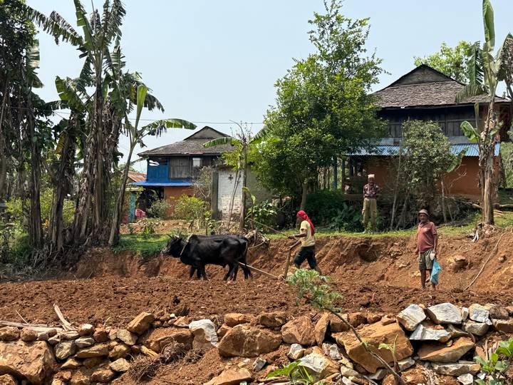 Rural Nepali farmers ploughing a field with oxen beside traditional houses