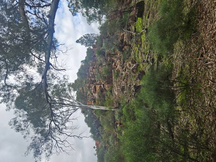 A rocky hillside covered with low shrubs and scattered eucalyptus trees under a partly cloudy sky.
