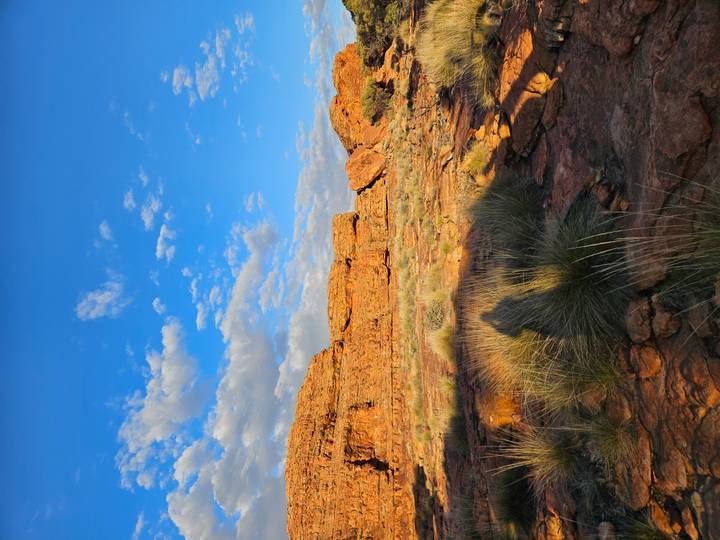 Sunlit red sandstone ledges with tufts of spinifex grasses against a bright blue sky.