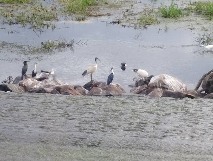 Assortment of wetland birds perched on rocks in a billabong
