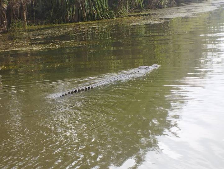 Partially submerged crocodile gliding through calm green water leaving a wake
