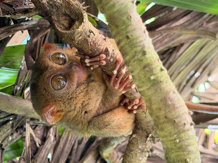 Close-up of a wide-eyed Philippine tarsier clinging to a tree branch