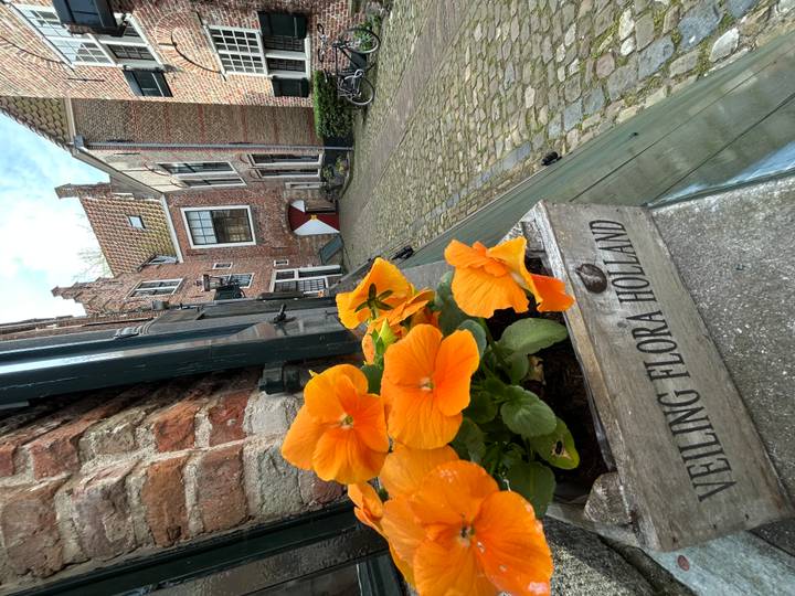 Close-up of bright orange pansies in a wooden planter against a narrow cobblestone alley.