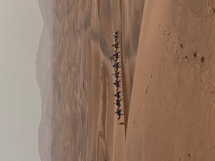Camel caravan snakes across endless rolling sand dunes under a hazy desert sky.