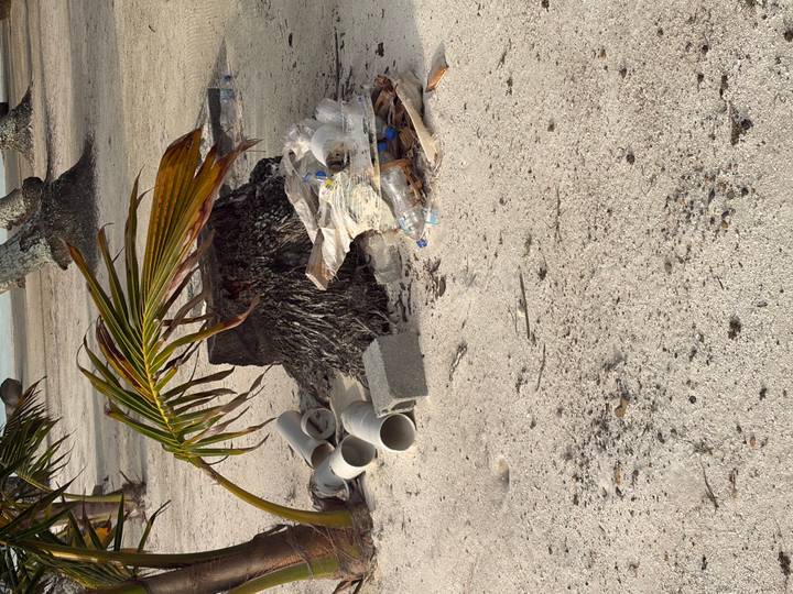 Discarded plastic and pipes near the stump of a fallen palm on a sandy beach