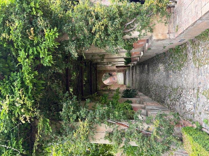 Leafy stone walkway forms a tunnel of green leading up cobbled steps between potted plants.
