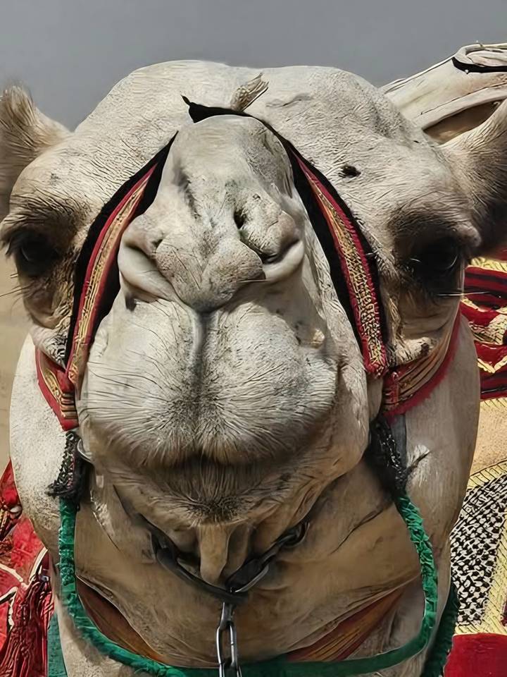Extreme close-up of a camel’s face with ornate red harness details