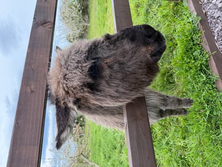 Close-up of a shaggy grey donkey poking its head through a wooden fence in a grassy paddock.