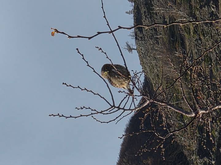A small owl perched on a bare branch against a clear morning sky over rugged hills.