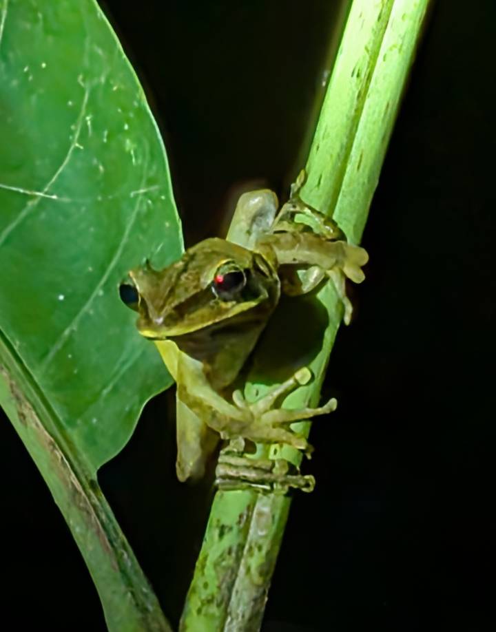 Close-up night shot of a small green frog clinging to a leaf stem with red eyes glowing.