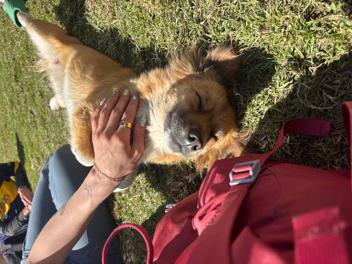 Close-up of a content dog lying on grass while a trekker gently pets its belly under bright sun