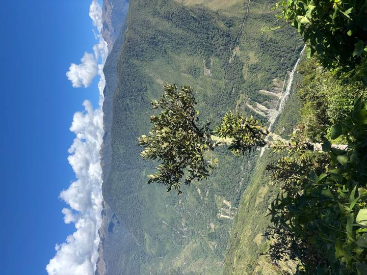 Single moss-covered tree stands on a lush ridge overlooking vast green Andean valleys