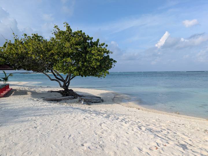 A lone leafy tree shades a pristine white-sand beach beside calm, pale-blue sea and scattered clouds.
