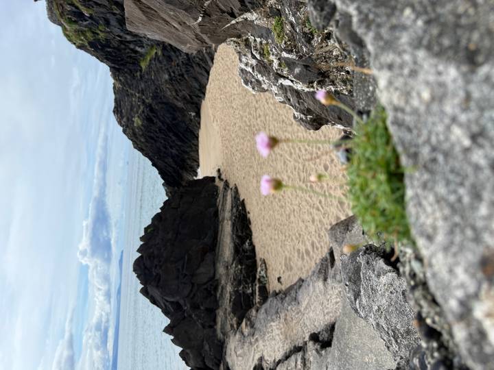 Quiet sandy cove framed by dark volcanic rocks with pink wildflowers blurred in the foreground and the sea in the distance.