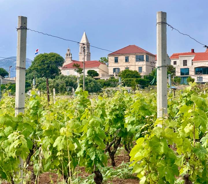 Vineyards stretch toward a stone church tower flying the Croatian flag.