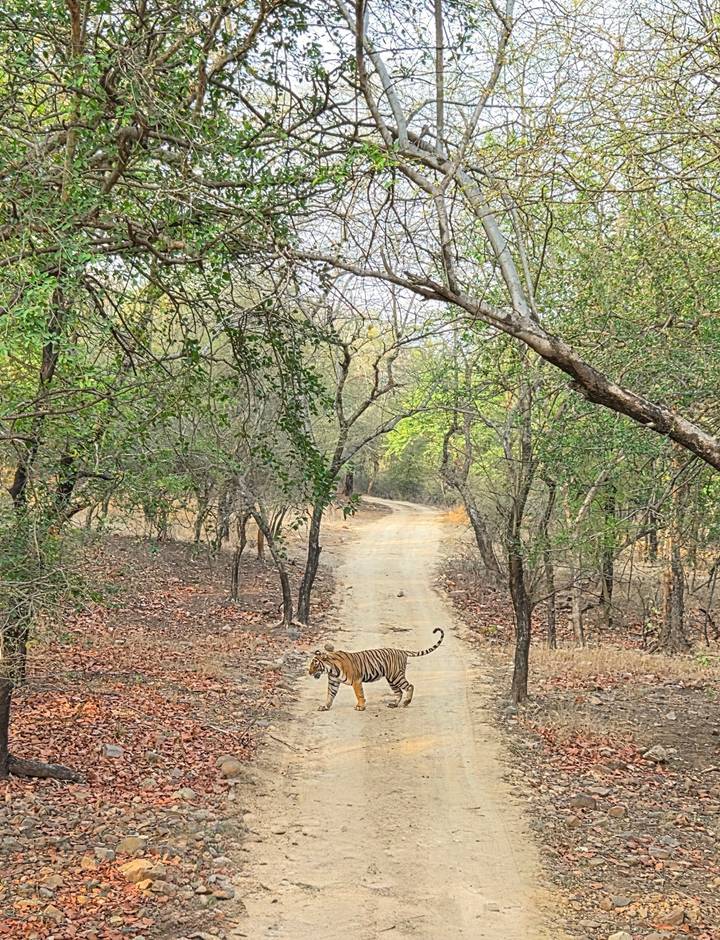 Wild tiger crosses a dirt track in a dry forest of Ranthambore National Park.