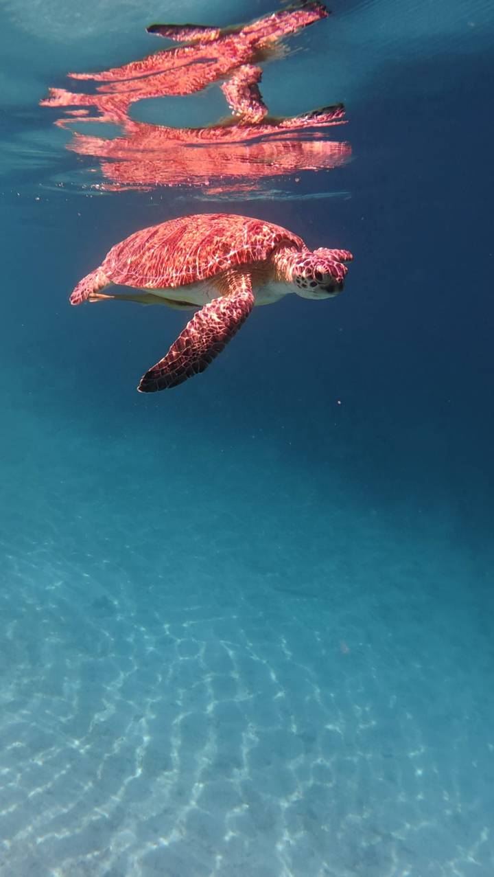 Underwater close-up of a sea turtle’s flipper amid clear blue water