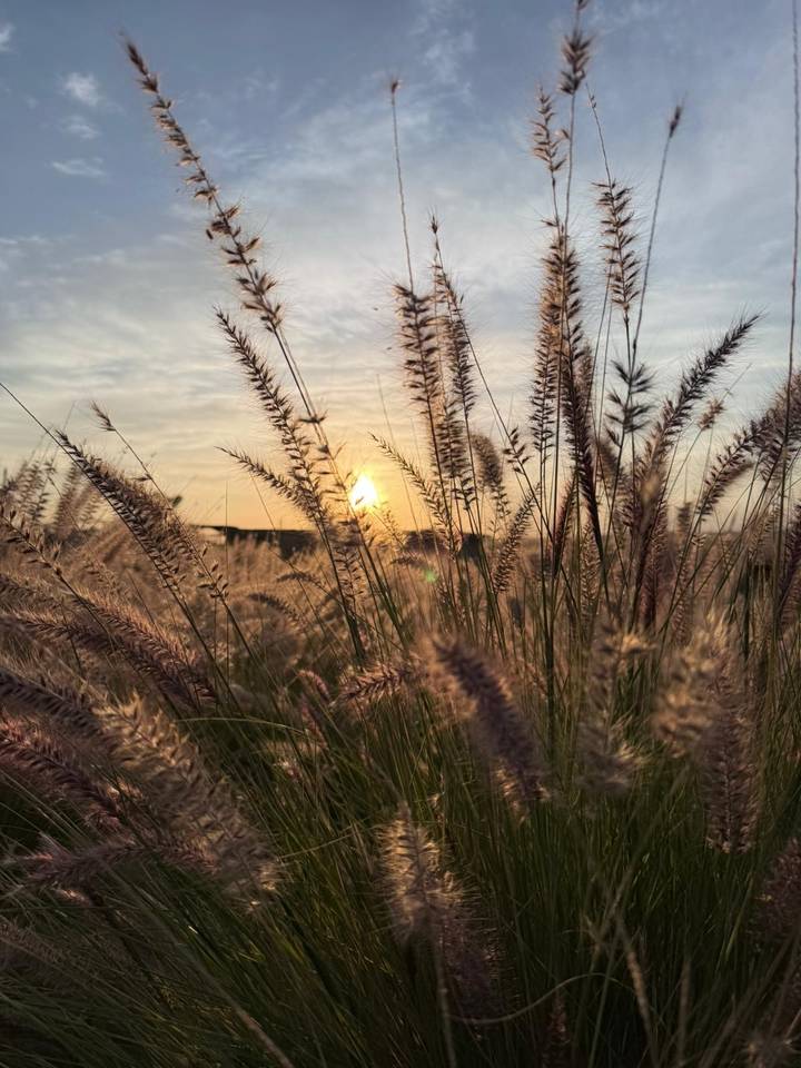 Golden sun setting behind tall feathery grass creating a warm, tranquil scene.