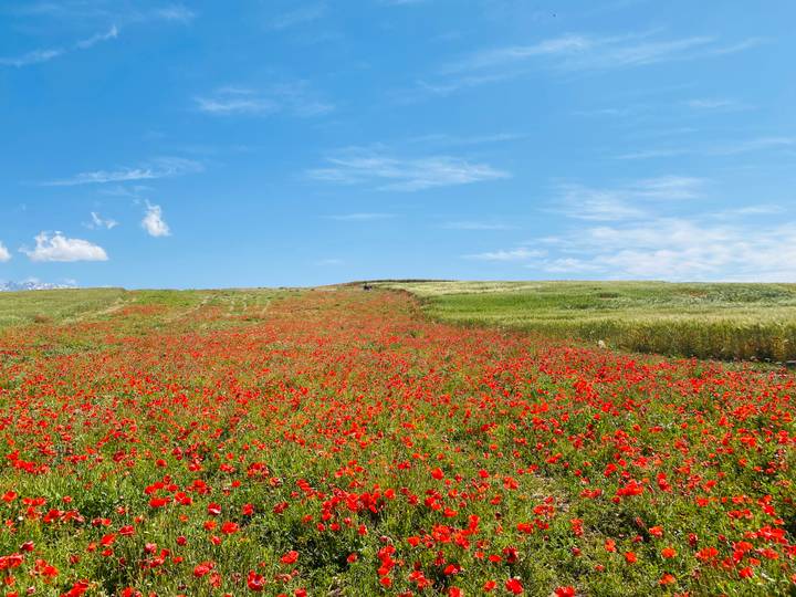 Expansive red poppy field rising toward a bright blue sky with a few clouds.