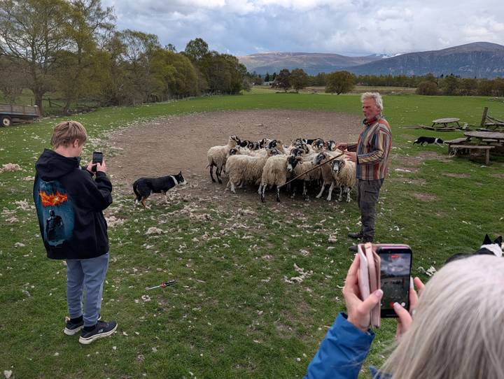 Farmer demonstrates sheep-dog herding with a flock while tourists take photos in a pasture.