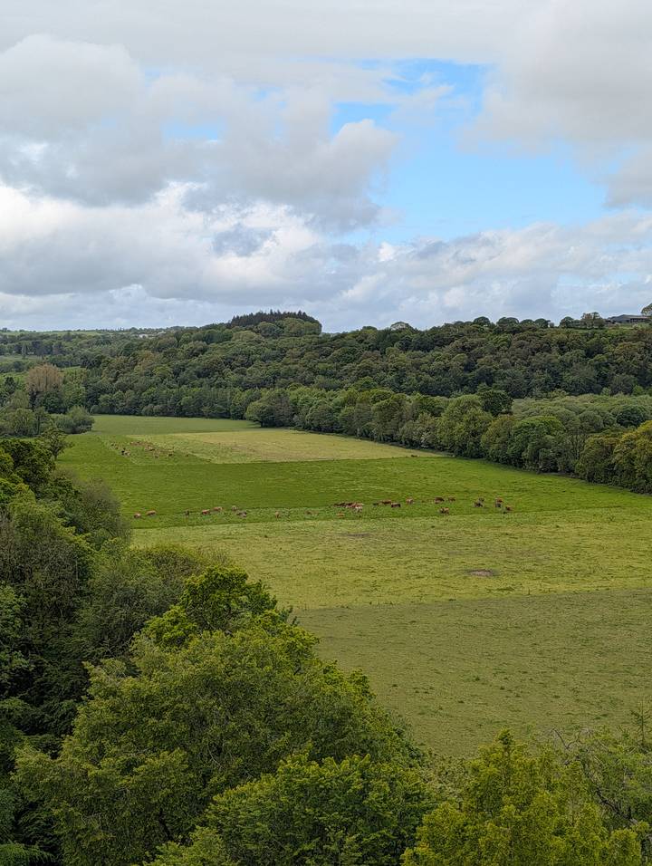 Pastoral valley of green fields dotted with grazing cattle and surrounded by woodland.