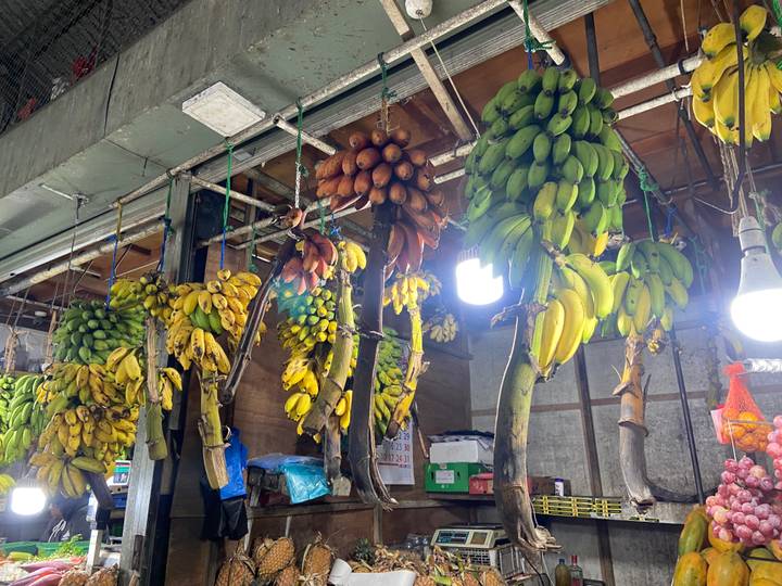Bunches of yellow, green and red bananas hang from ceiling hooks in a market stall.