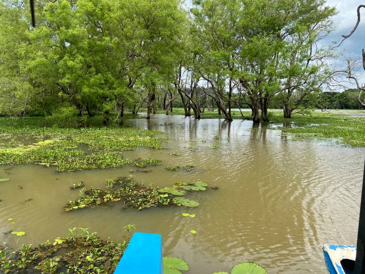 Tree-lined wetland partly submerged after rain with floating vegetation