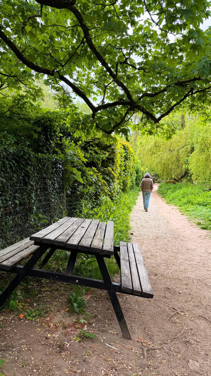 A lone walker follows a leafy gravel path bordered by lush green foliage and rustic fencing.