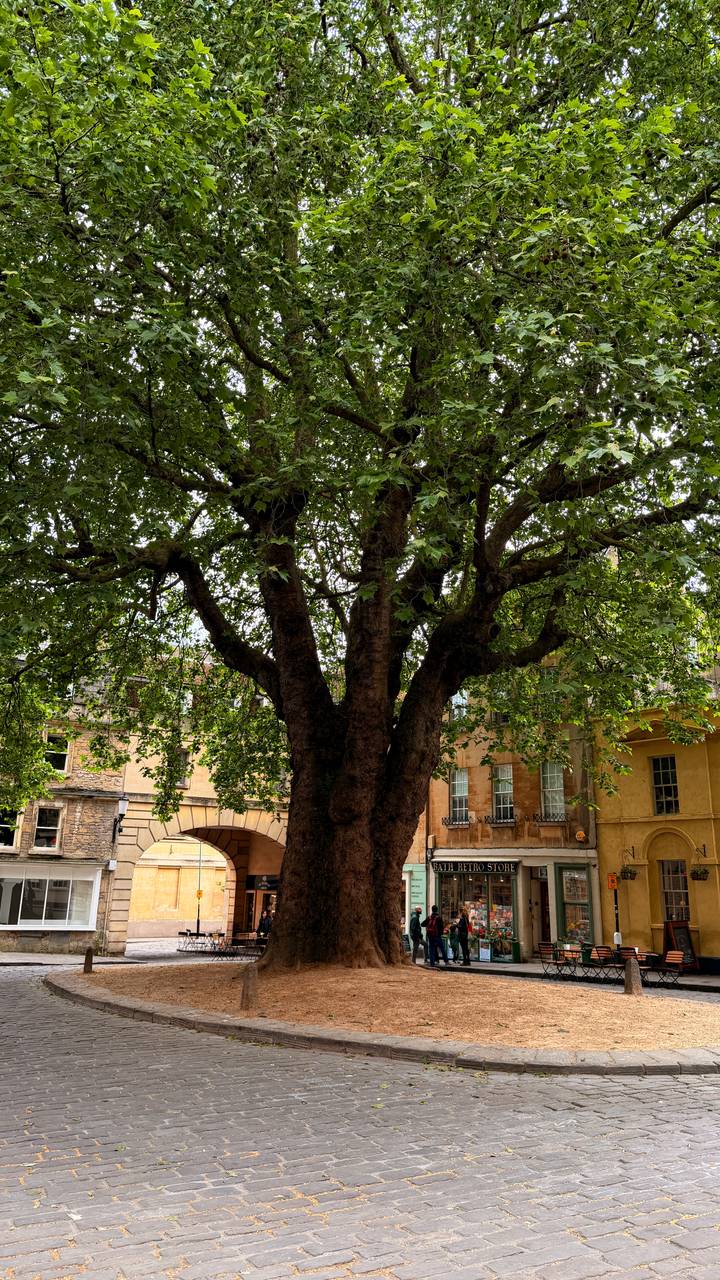 A mature leafy tree spreads wide branches in front of historic golden-stone buildings.