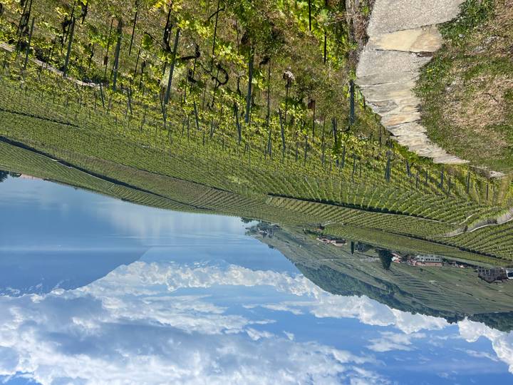 Terraced Lavaux vineyards cascading toward the calm blue waters of Lake Geneva with distant snowy peaks.