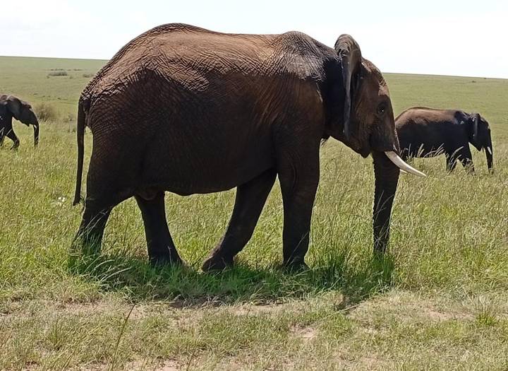 Large African elephant with tusks foraging in tall green grass while others wander behind.