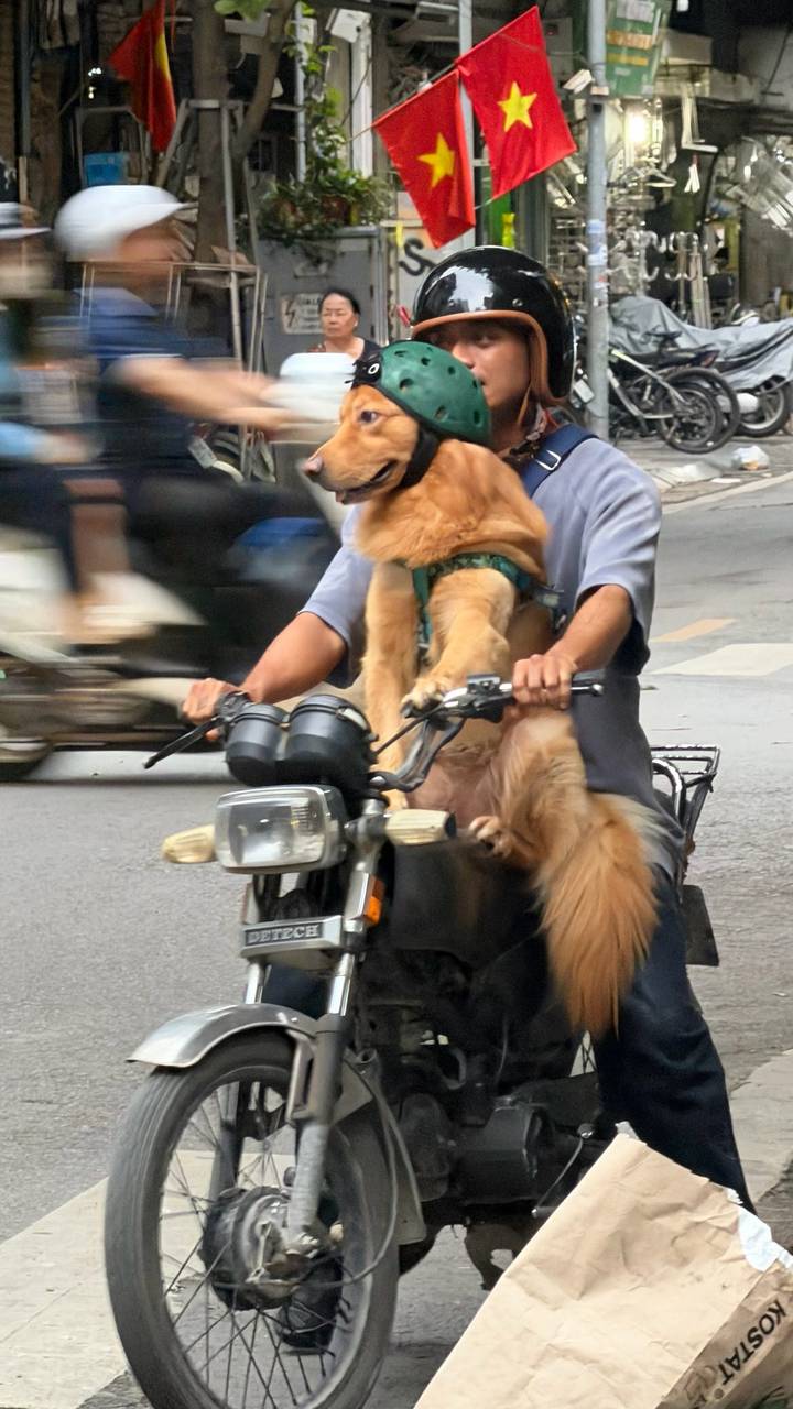 Man riding a motorbike through city streets with a large golden dog sitting in front of him.