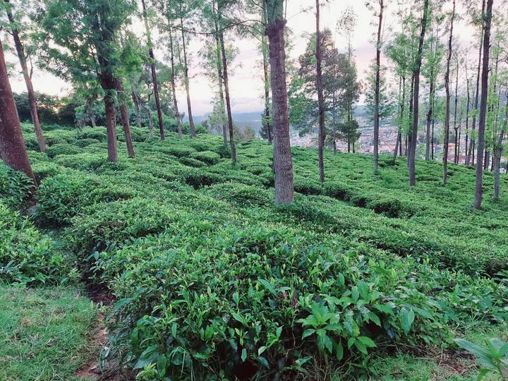 Lush green tea plantation blankets rolling hills beneath tall shade trees at dawn.
