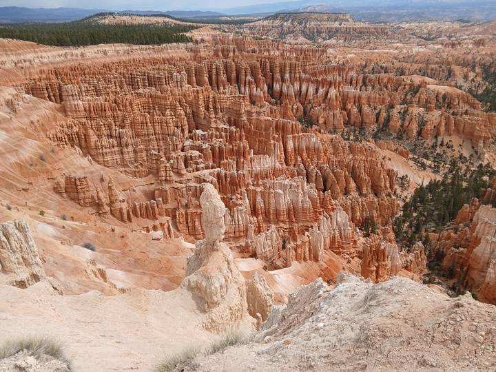 Deep amphitheatre of densely packed orange hoodoos in Bryce Canyon under soft light.