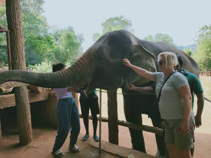 Tourists gently stroke a large Asian elephant inside a shaded sanctuary enclosure.