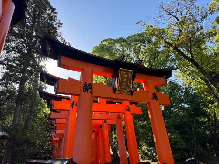 Row of bright vermilion torii gates with kanji inscriptions in forest setting