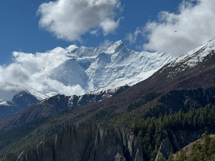 Wide view of snow-clad Himalayan massif with forested ridges below