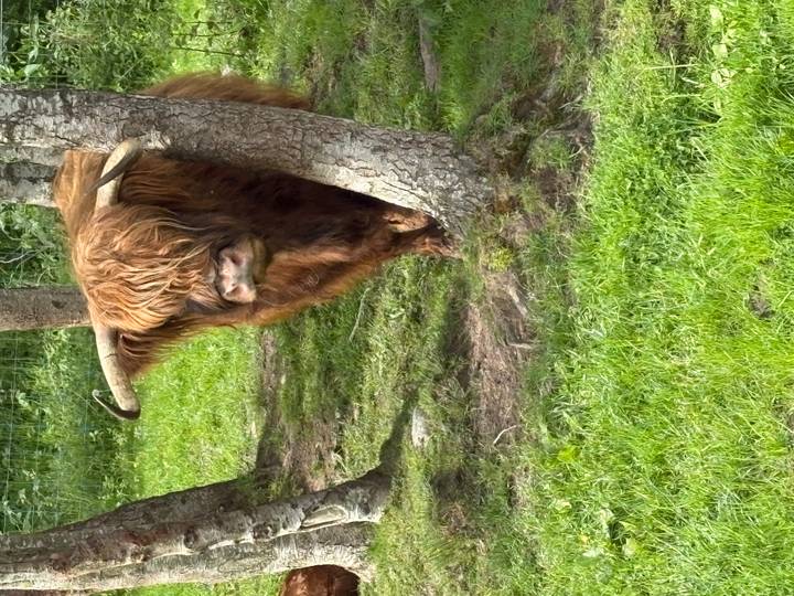 A shaggy Highland cow peers from behind a tree on green grass.