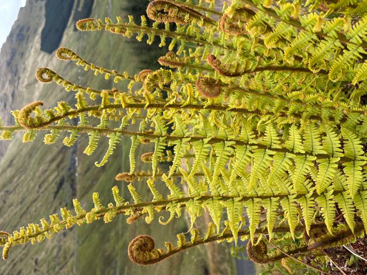 Close-up of unfurling green fern fronds with Scottish hills softly blurred behind.