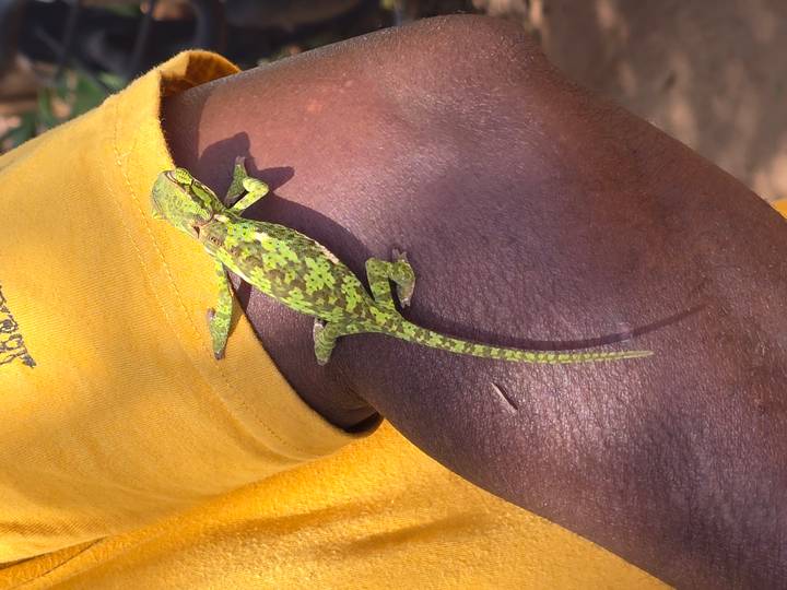 Green chameleon rests on a person’s arm in bright sunlight.