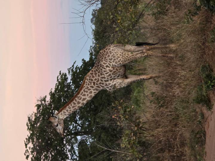 Giraffe stands among trees at dusk with pastel sky.