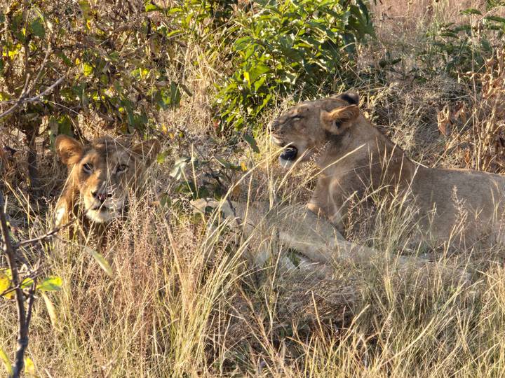 Two lionesses rest in tall grass, one yawning amid golden light.