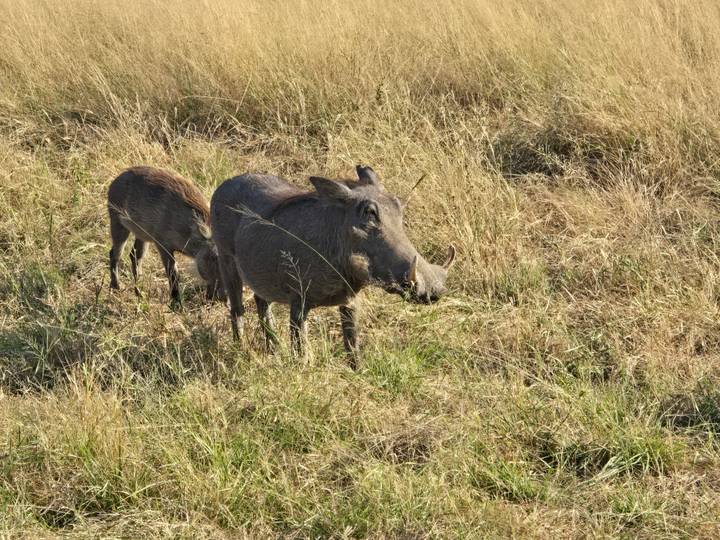 Two warthogs grazing in tall golden savannah grass.