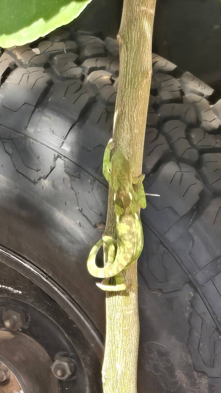 Close-up of a green chameleon clinging to a piece of wood beside a vehicle tyre.