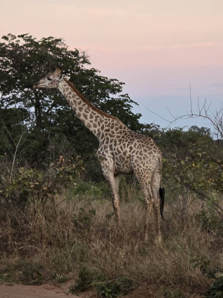 Tall giraffe browsing among bushes at dusk in the savannah.